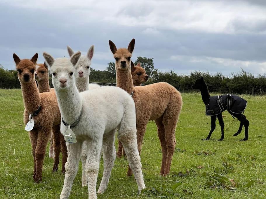 The Alpaca Farmhouse With Hot Tub And Alpaca Experience Included Dromara エクステリア 写真