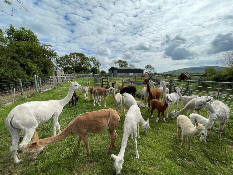 The Alpaca Farmhouse With Hot Tub And Alpaca Experience Included Dromara エクステリア 写真