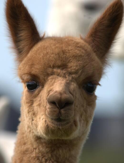 The Alpaca Farmhouse With Hot Tub And Alpaca Experience Included Dromara エクステリア 写真