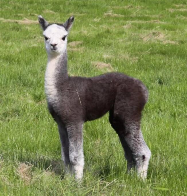 The Alpaca Farmhouse With Hot Tub And Alpaca Experience Included Dromara エクステリア 写真