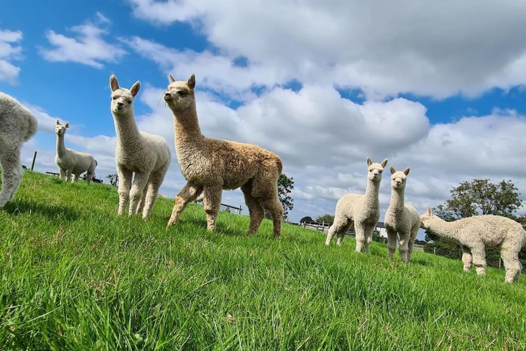The Alpaca Farmhouse With Hot Tub And Alpaca Experience Included Dromara エクステリア 写真