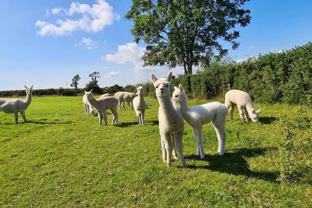 The Alpaca Farmhouse With Hot Tub And Alpaca Experience Included Dromara エクステリア 写真